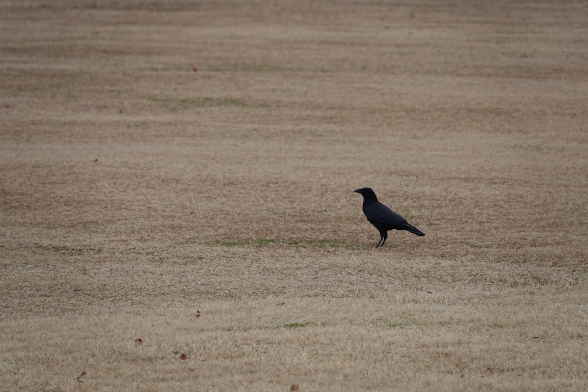 American Crow - ML645630022