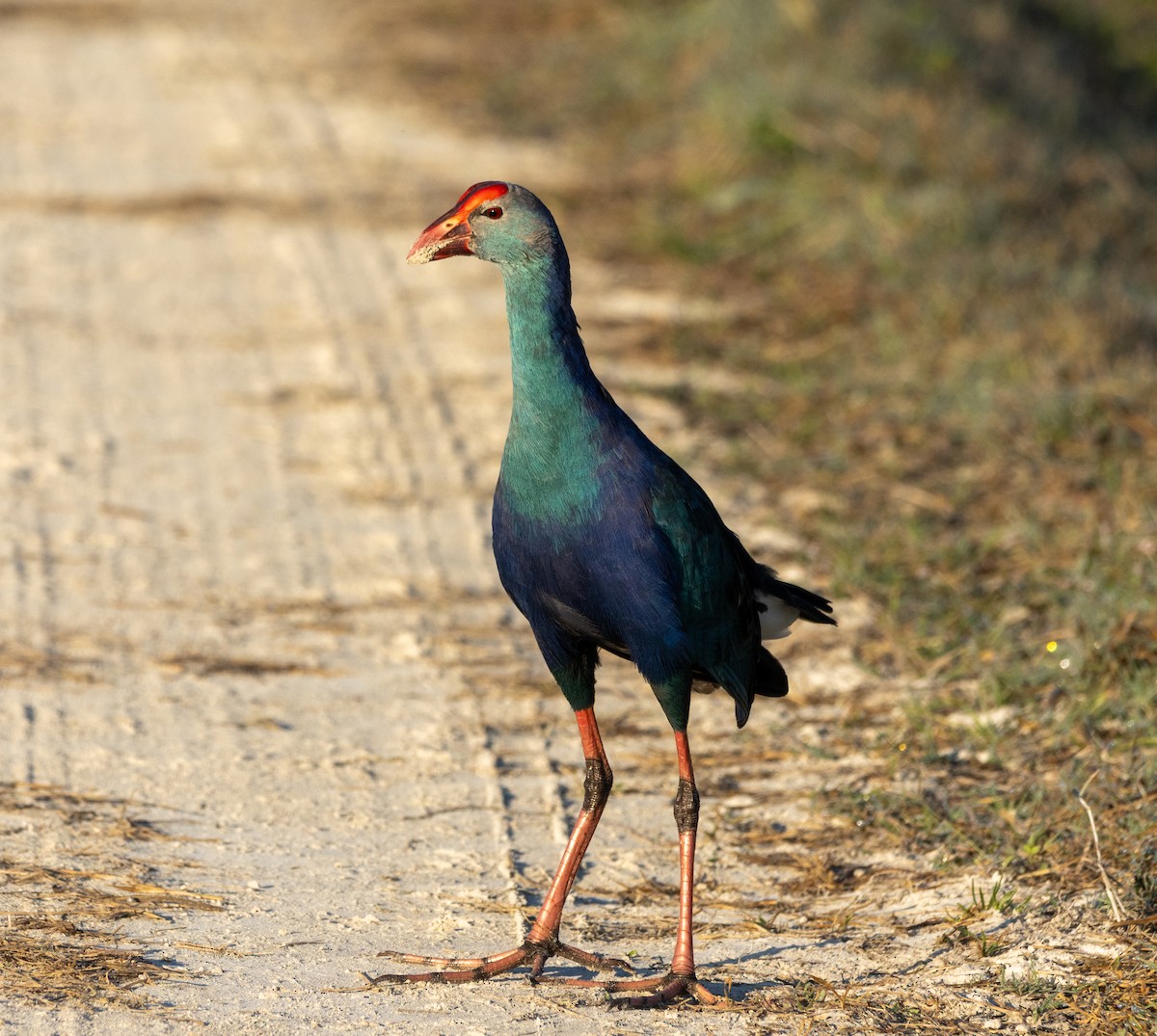 Uroilo urdin burugrisa - ML645630026