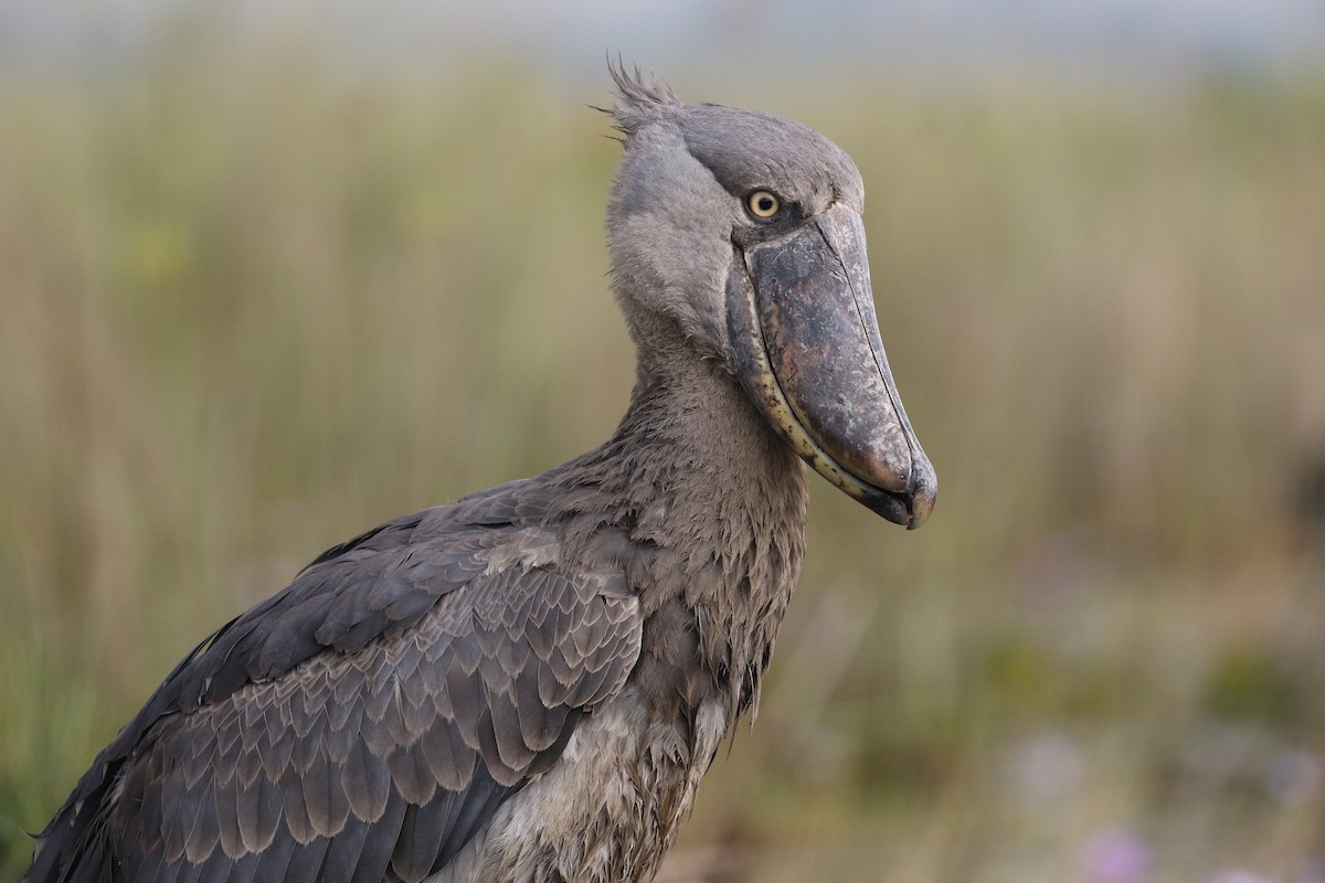 Shoebill - ML645630027