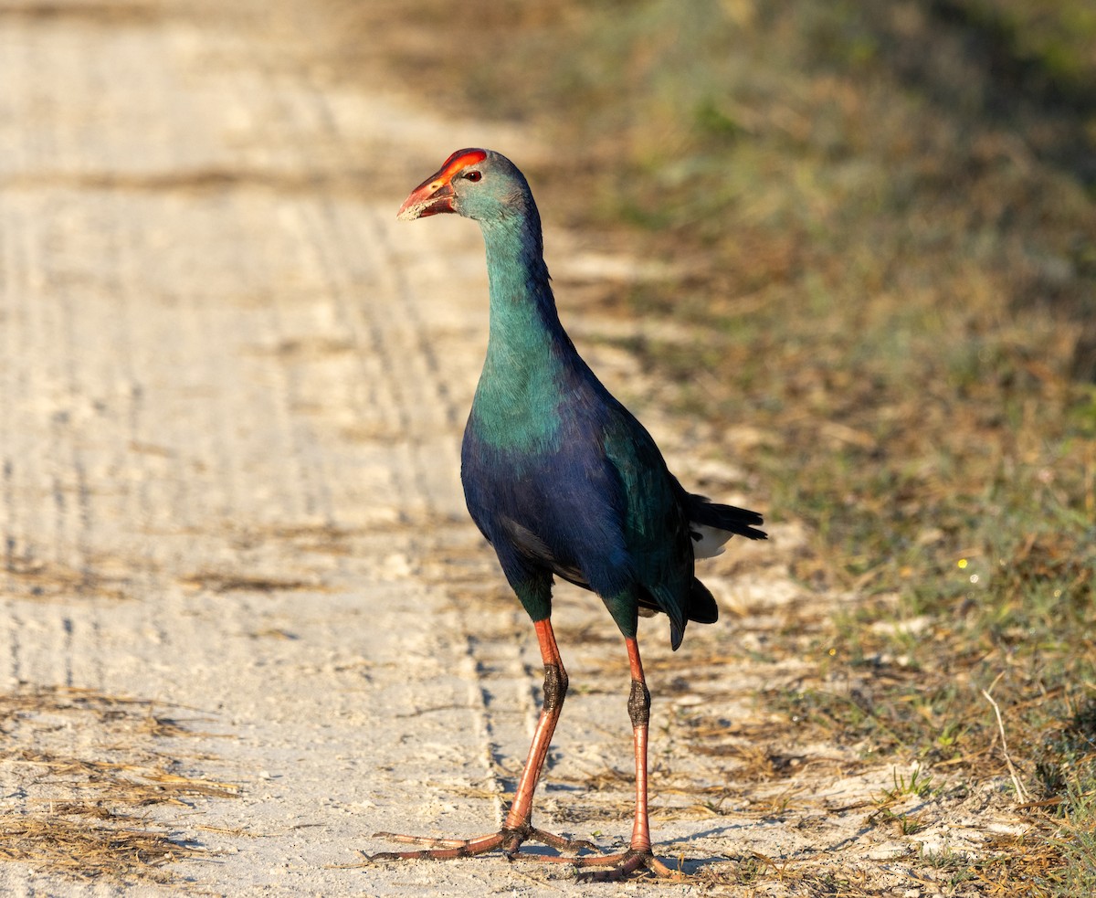 Uroilo urdin burugrisa - ML645630028