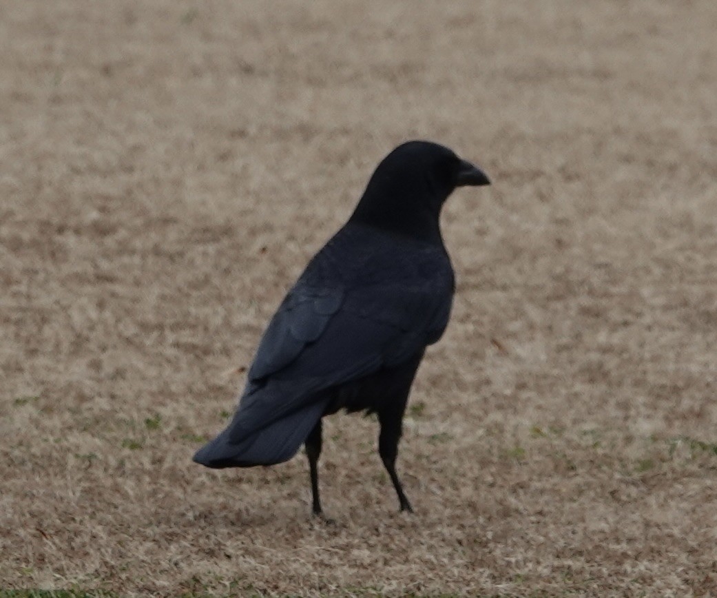 American Crow - ML645630029
