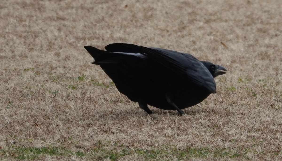 American Crow - ML645630035