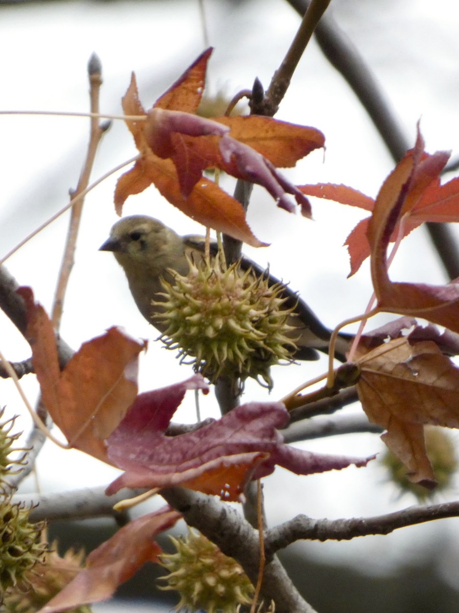 Jilguero Yanqui - ML645630040