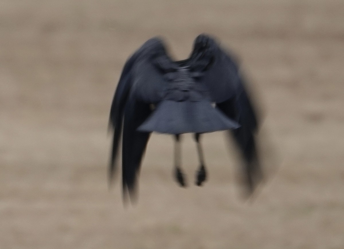 American Crow - ML645630042