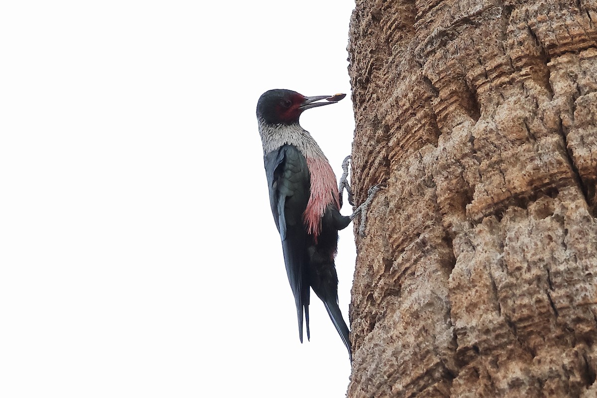 Blutgesichtspecht - ML645630043