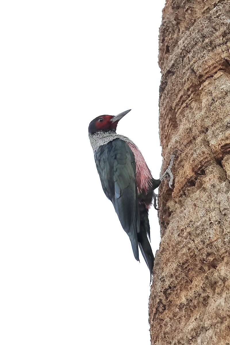 Blutgesichtspecht - ML645630044