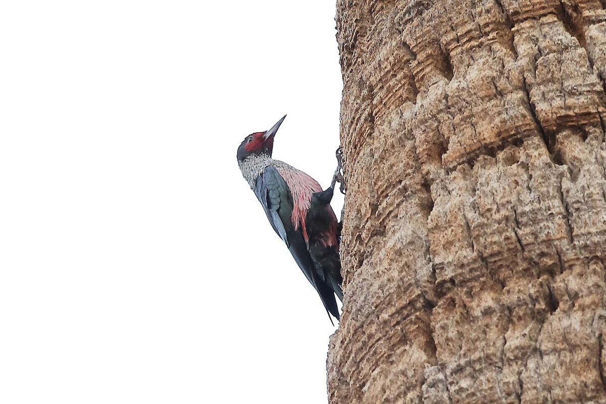 Blutgesichtspecht - ML645630045