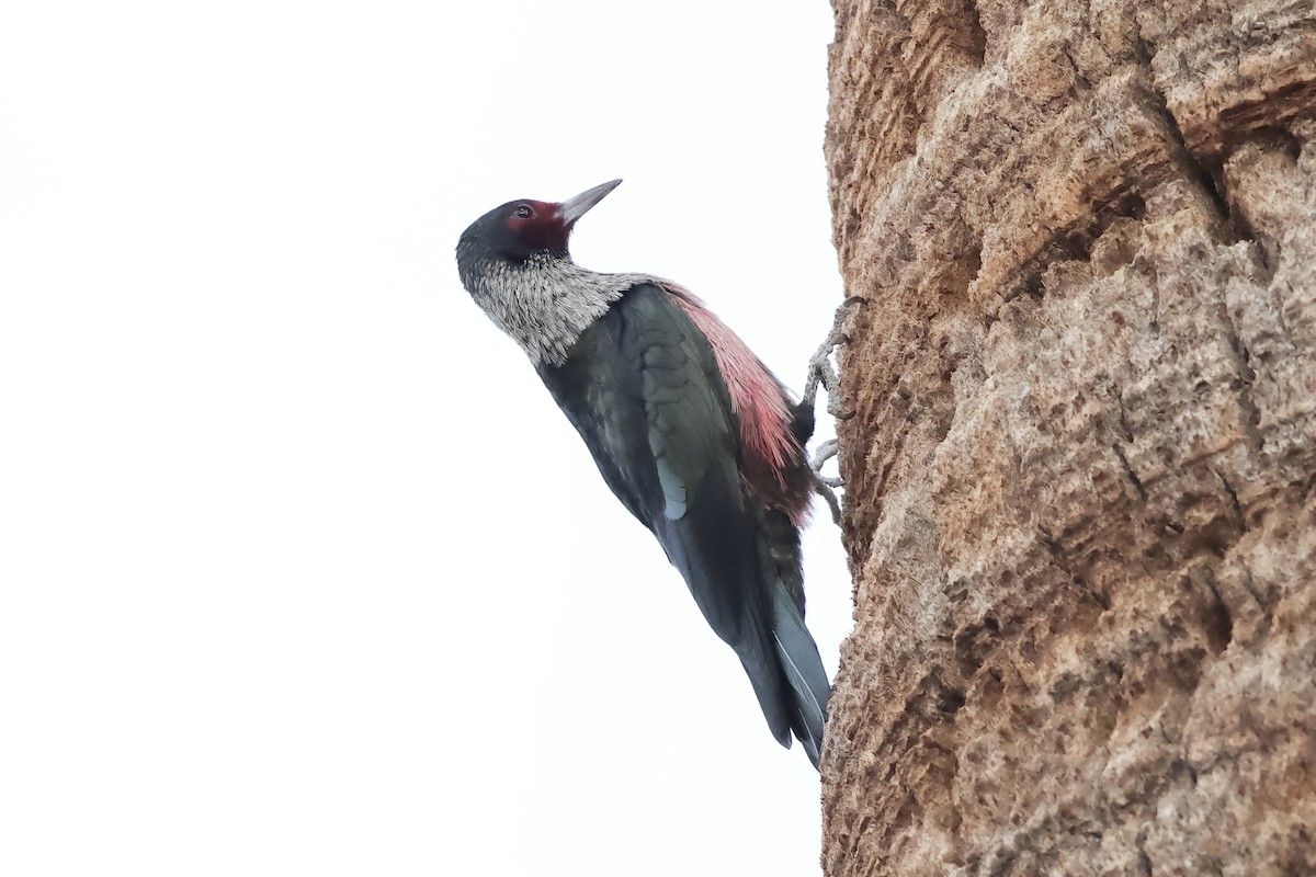 Blutgesichtspecht - ML645630046