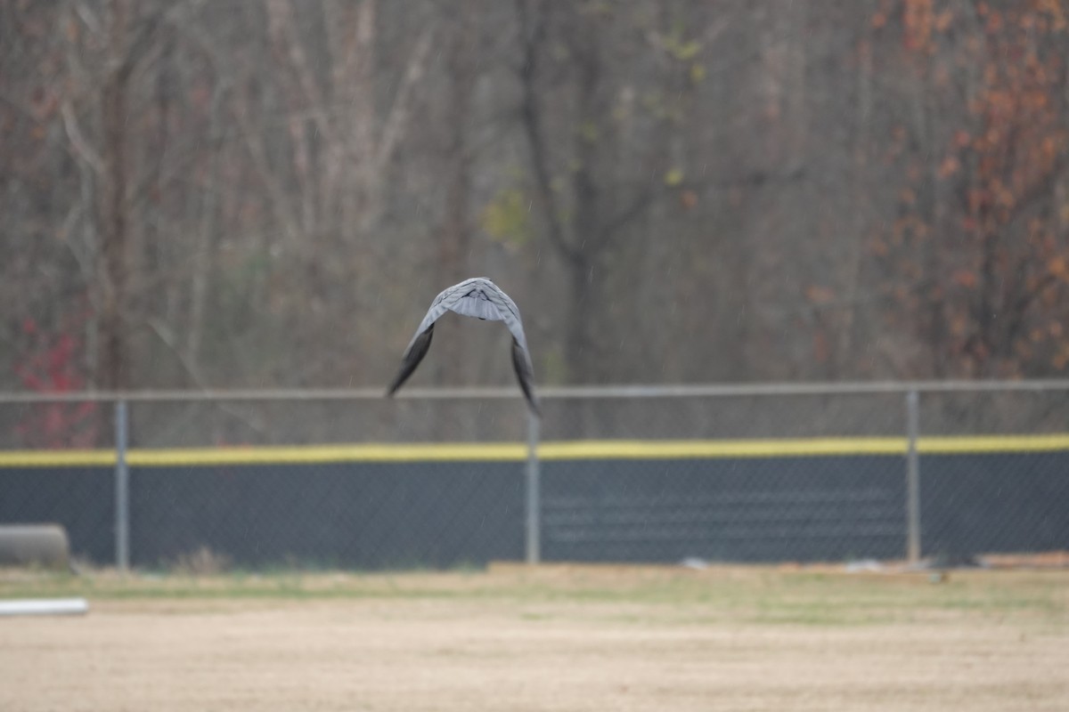 American Crow - ML645630048