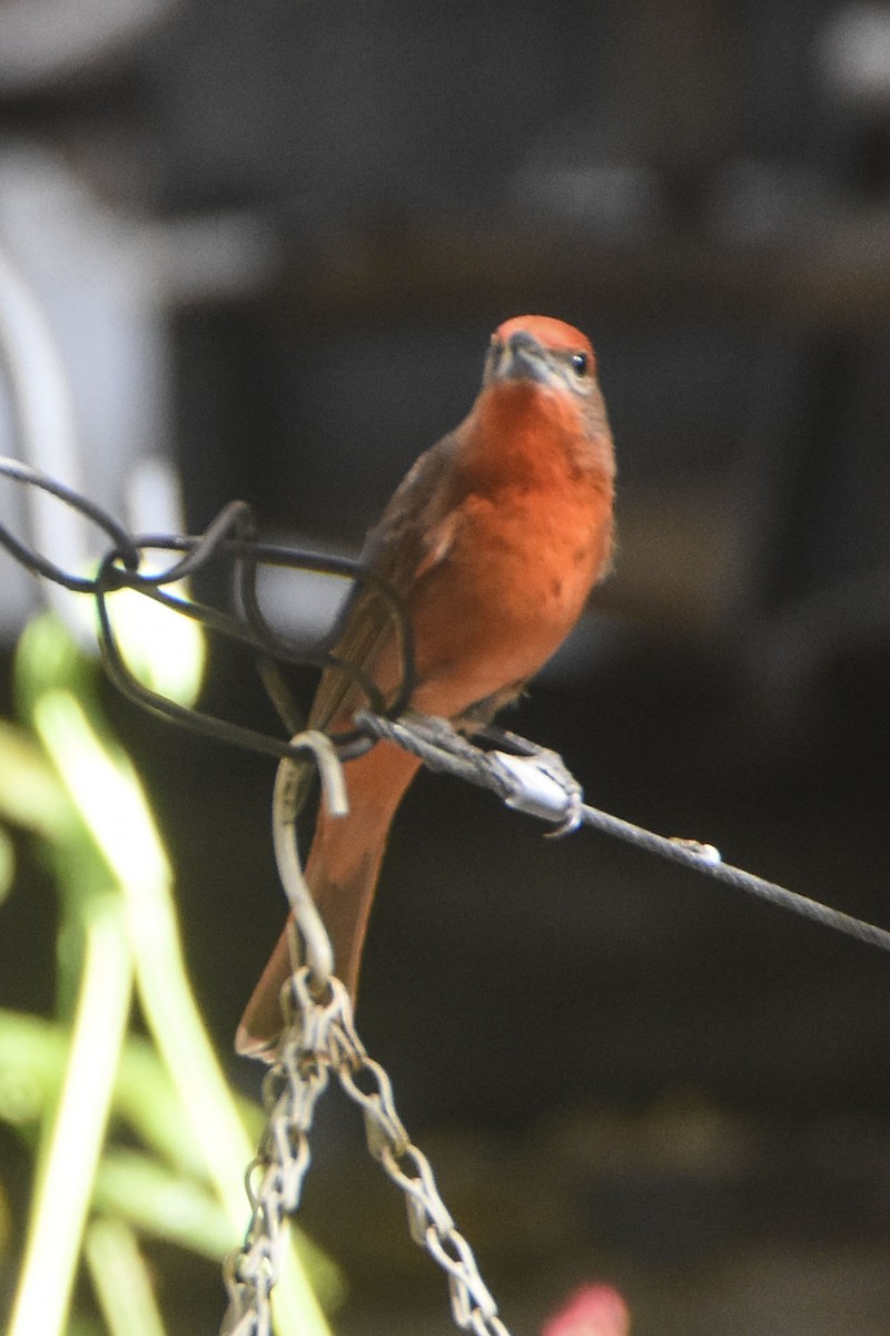 Hepatic Tanager - ML645630052