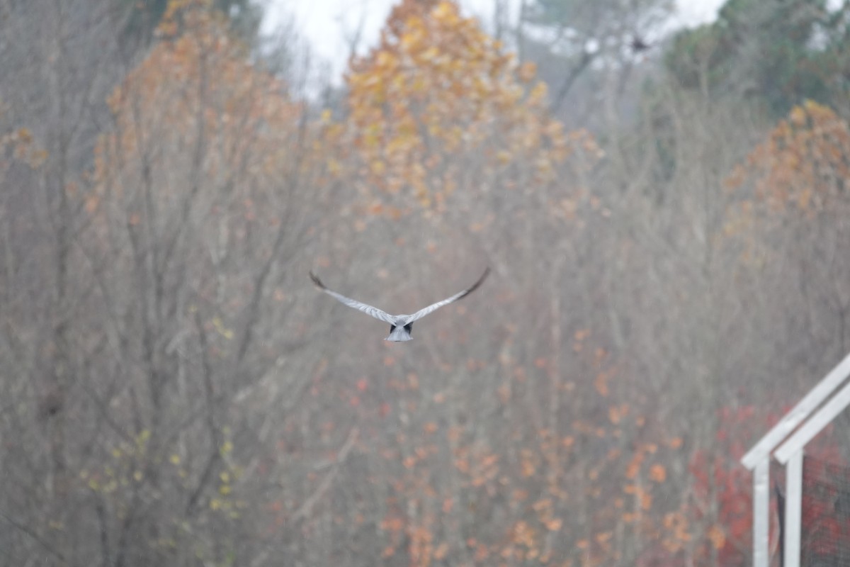 American Crow - ML645630053