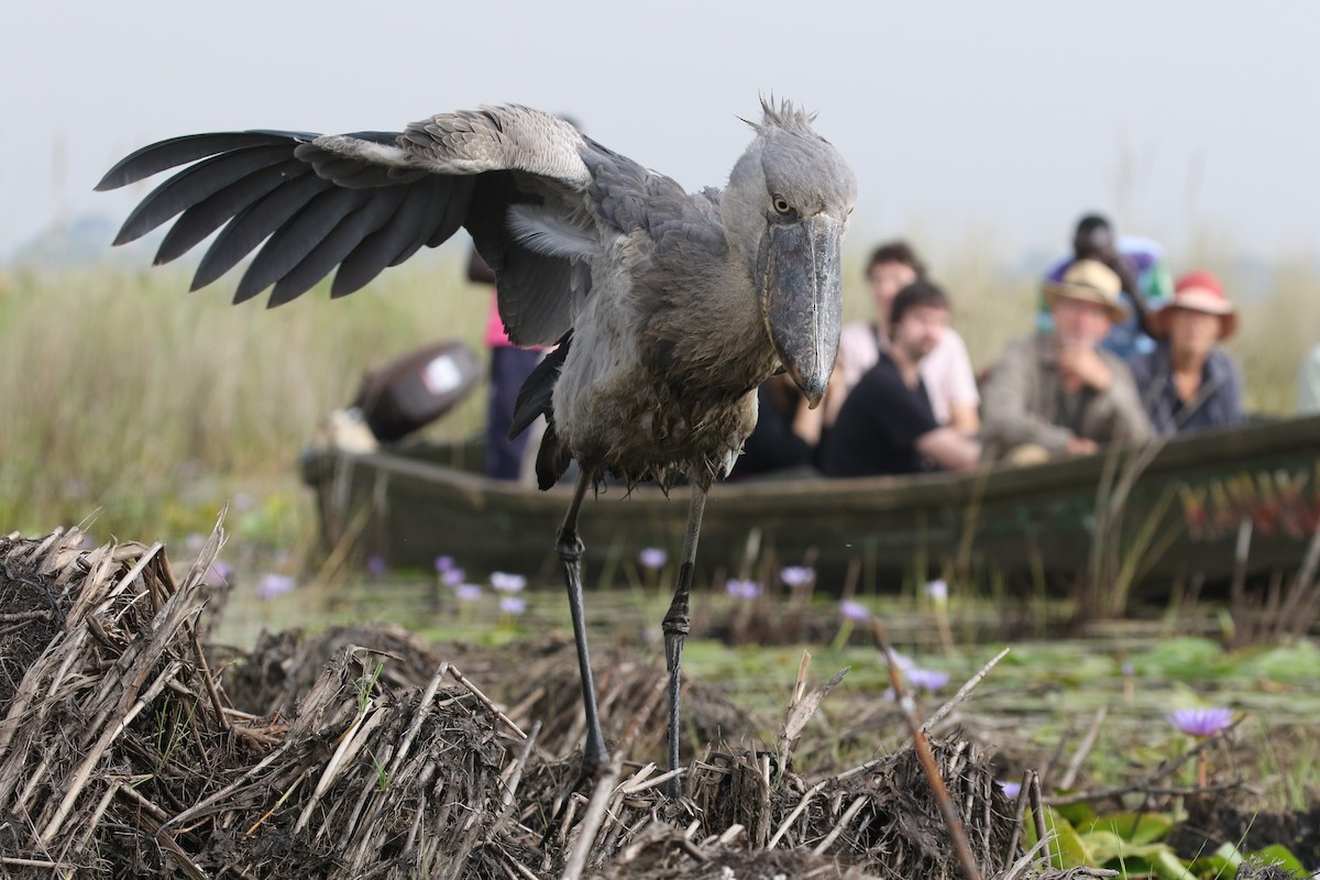 Shoebill - ML645630055