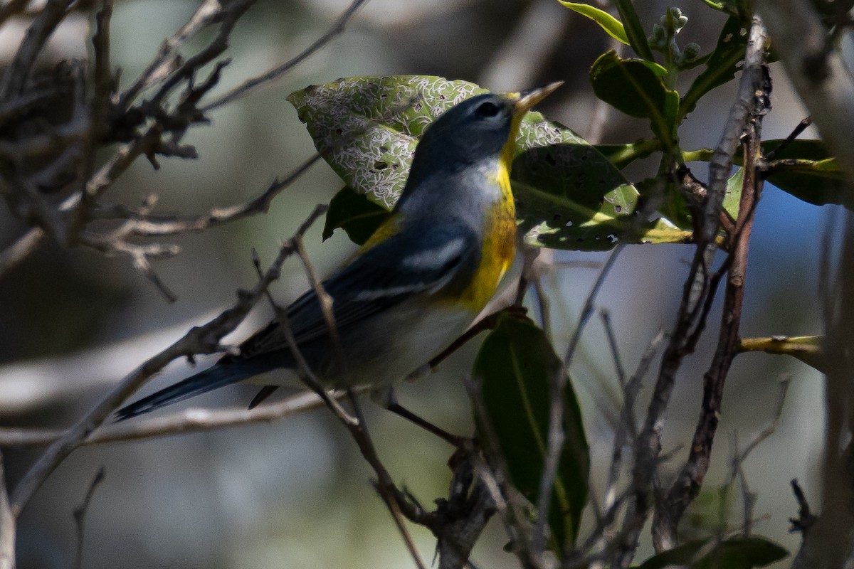 Northern Parula - ML645630058