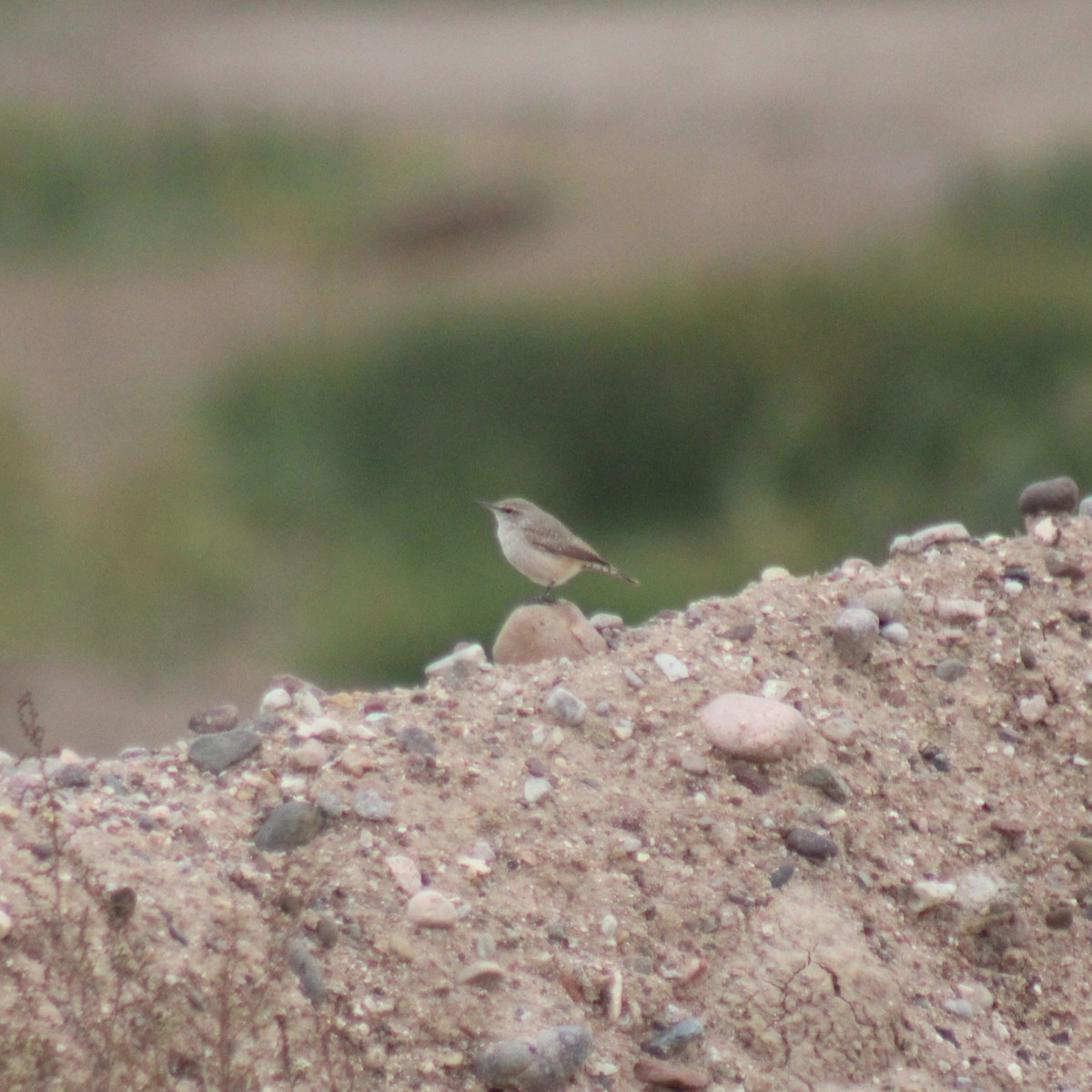 Rock Wren - ML645630060