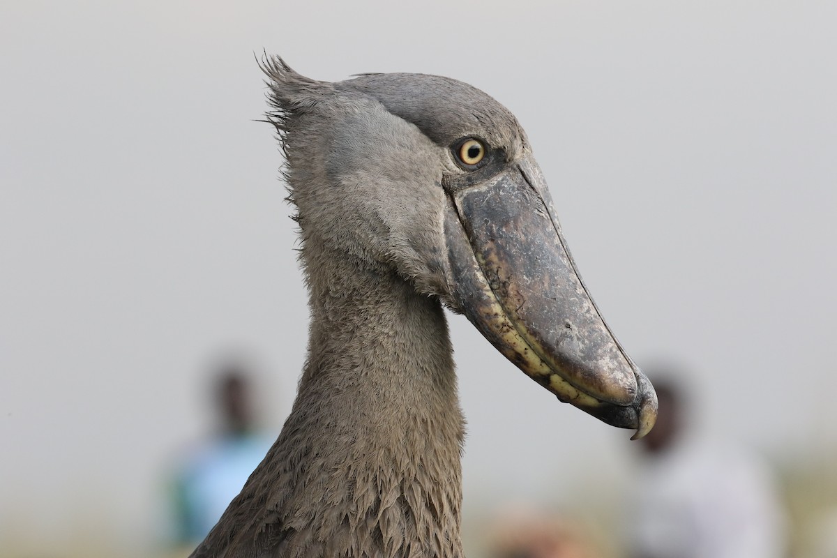 Shoebill - ML645630069