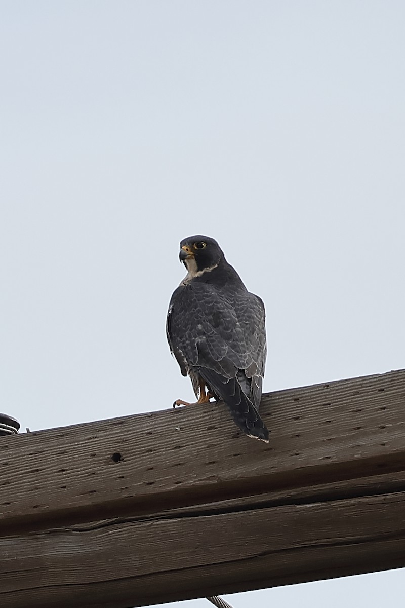 sokol stěhovavý - ML645630071