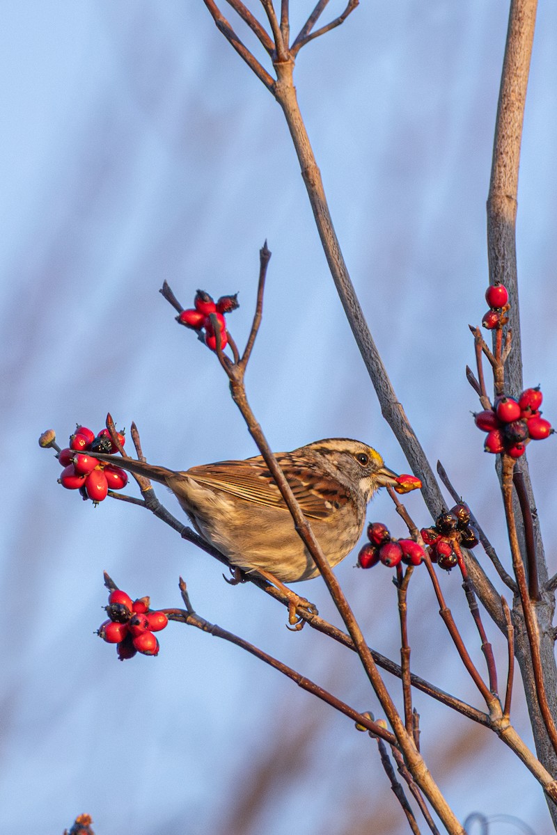 White-throated Sparrow - ML645630075