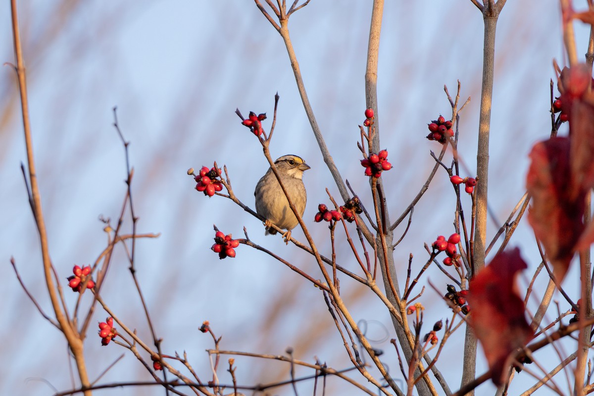 White-throated Sparrow - ML645630076