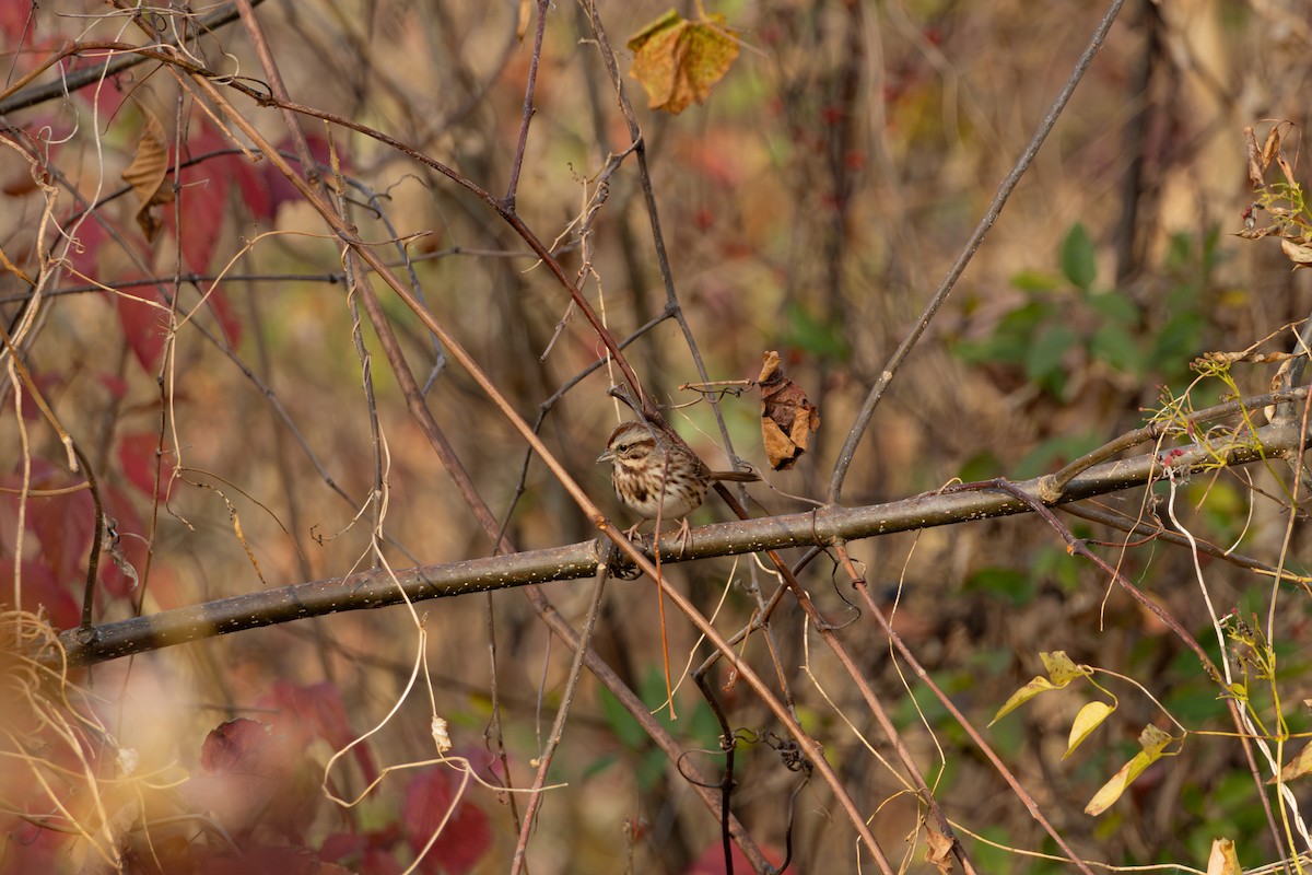 Song Sparrow - ML645630081