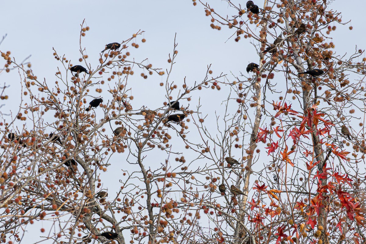 Red-winged Blackbird - ML645630090