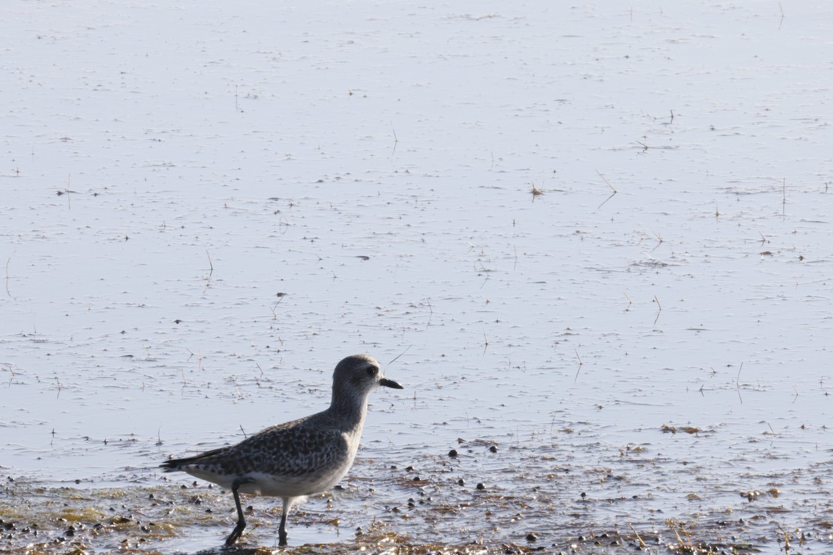 Black-bellied Plover - ML645630095