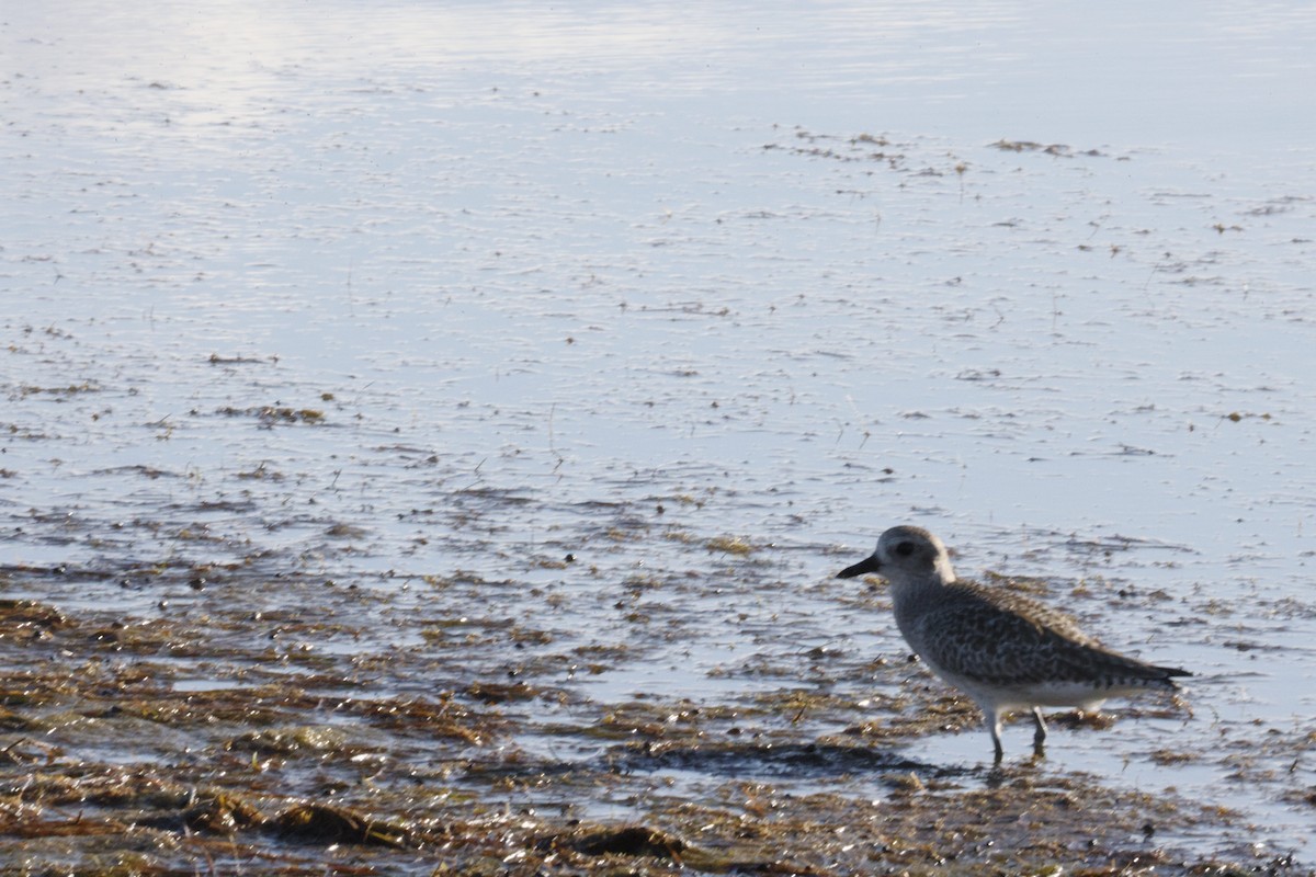 Black-bellied Plover - ML645630096