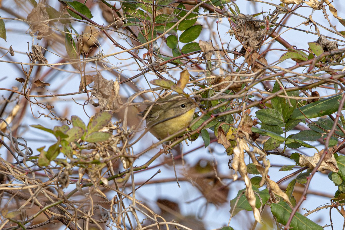 カオグロアメリカムシクイ - ML645630103