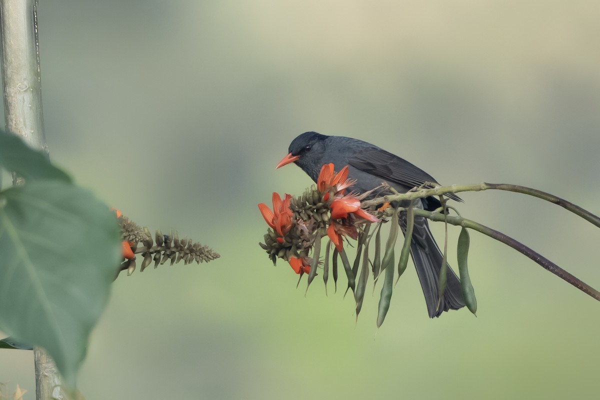 Горована індійська - ML645630107