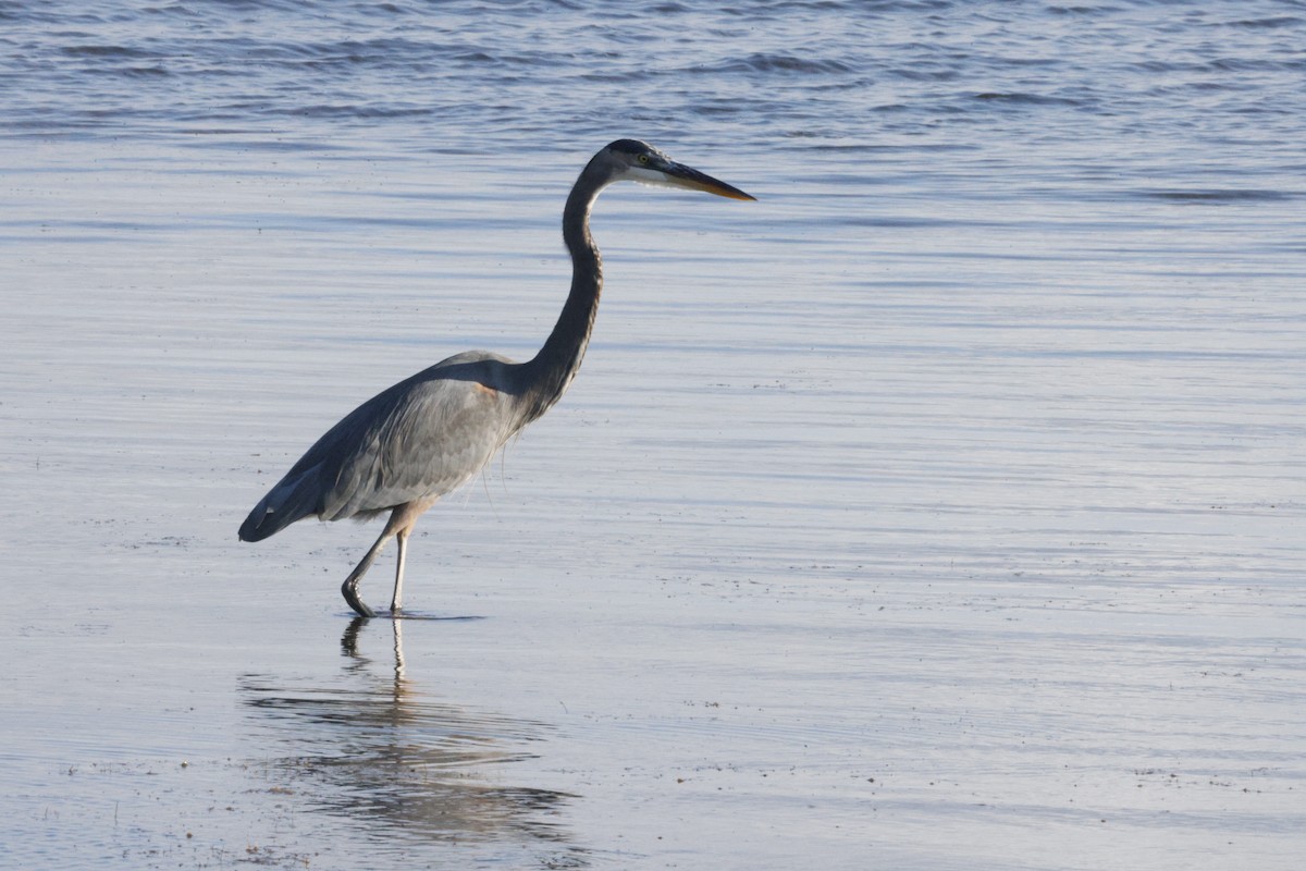 Great Blue Heron - ML645630113