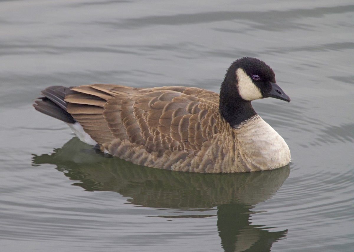 小加拿大雁 - ML645630126