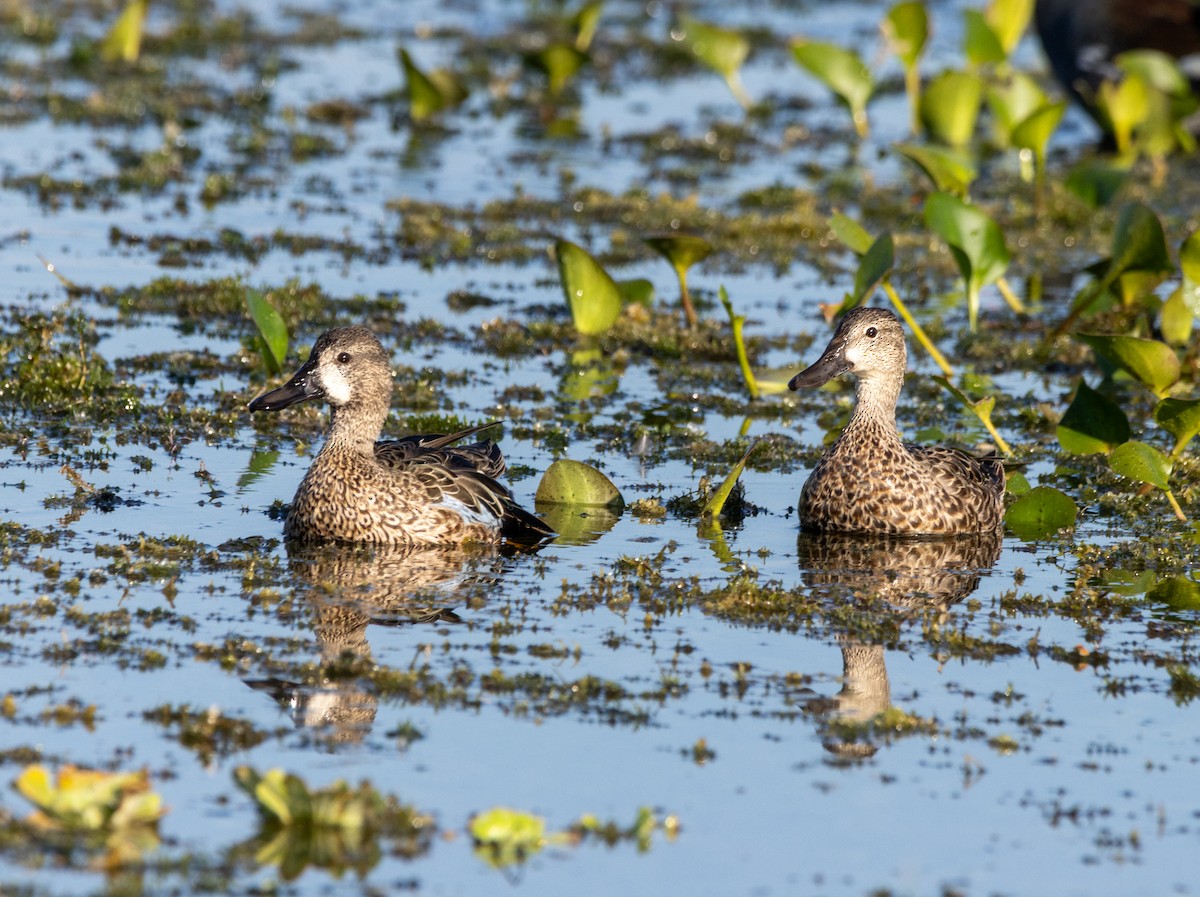 Cerceta Aliazul - ML645630127