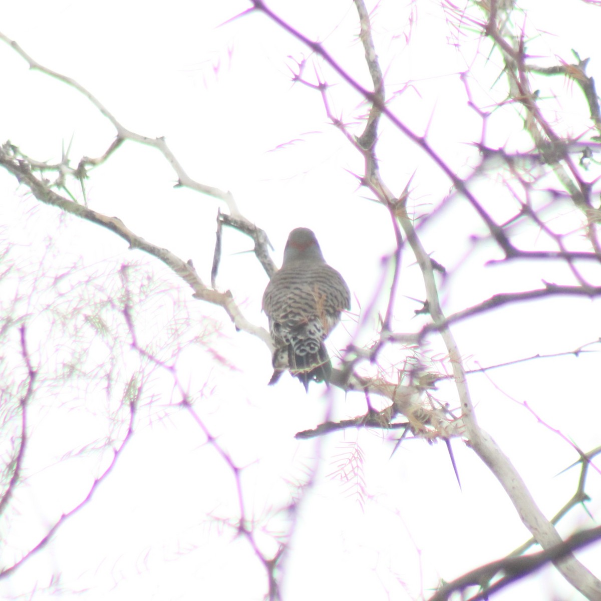 Northern Flicker (Yellow-shafted x Red-shafted) - ML645630128