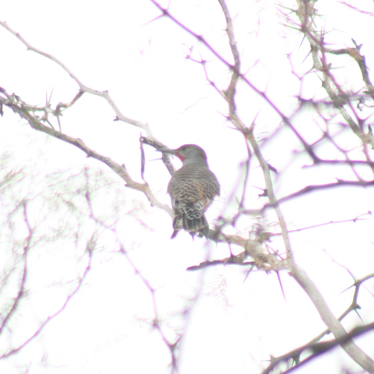 Northern Flicker (Yellow-shafted x Red-shafted) - ML645630129