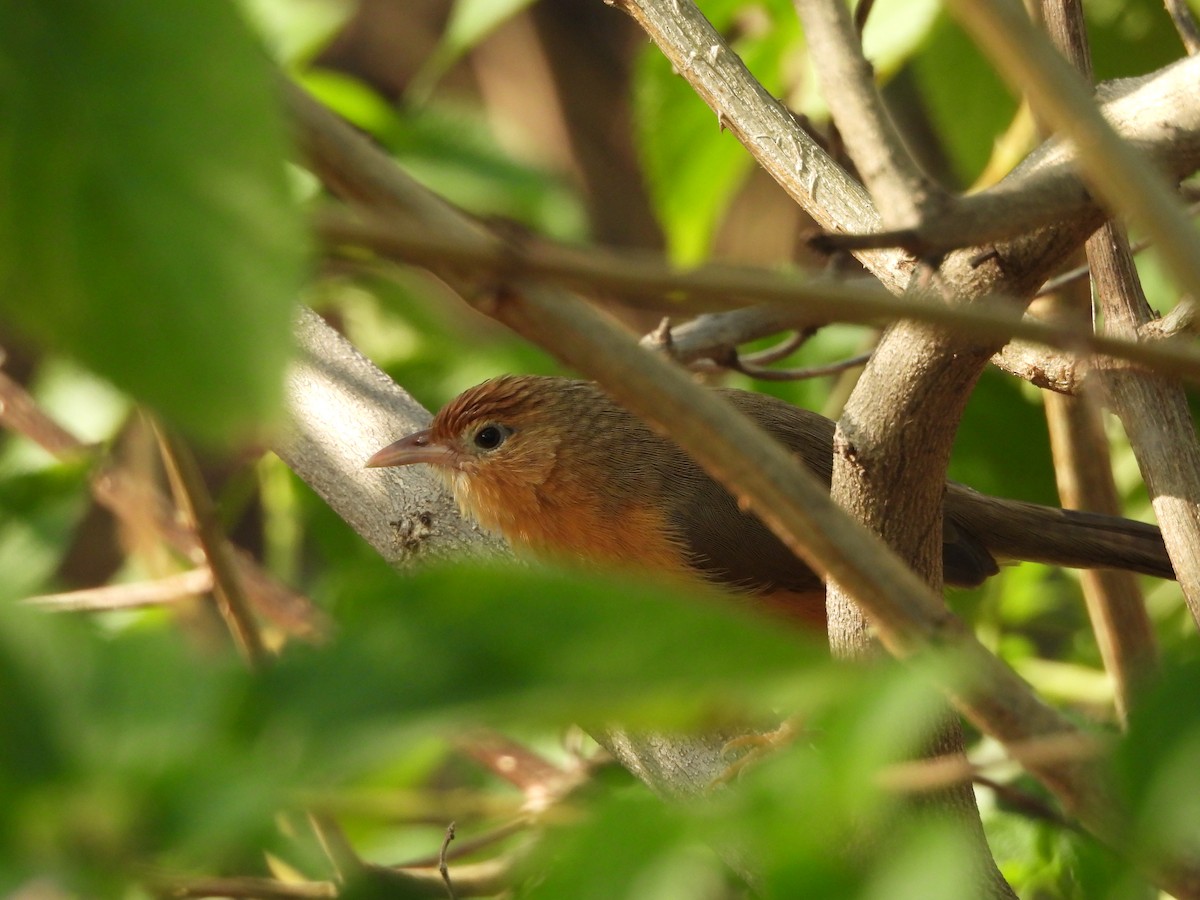 Tawny-bellied Babbler - ML645630143