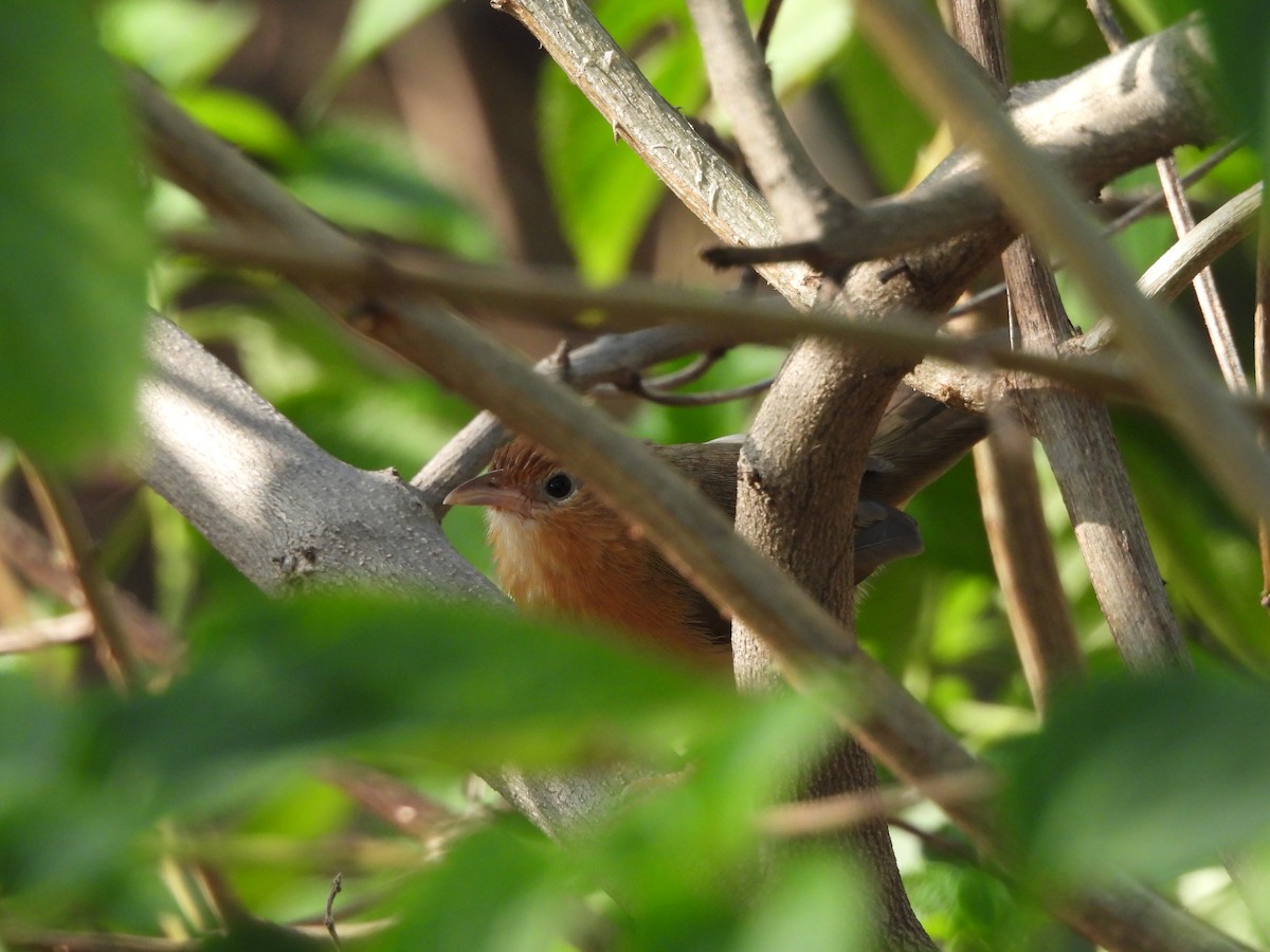 Tawny-bellied Babbler - ML645630145