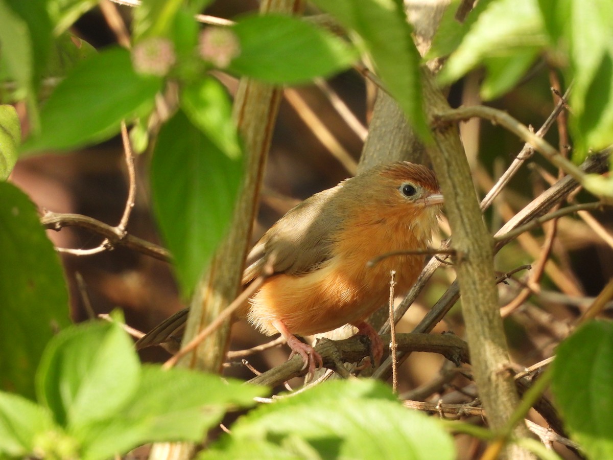 Tawny-bellied Babbler - ML645630146