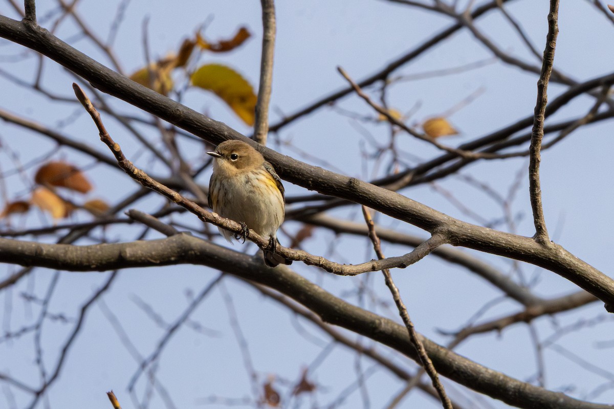Yellow-rumped Warbler - ML645630157