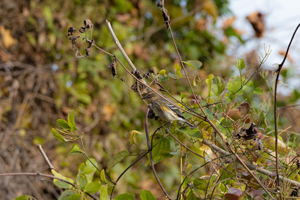 Yellow-rumped Warbler - ML645630158