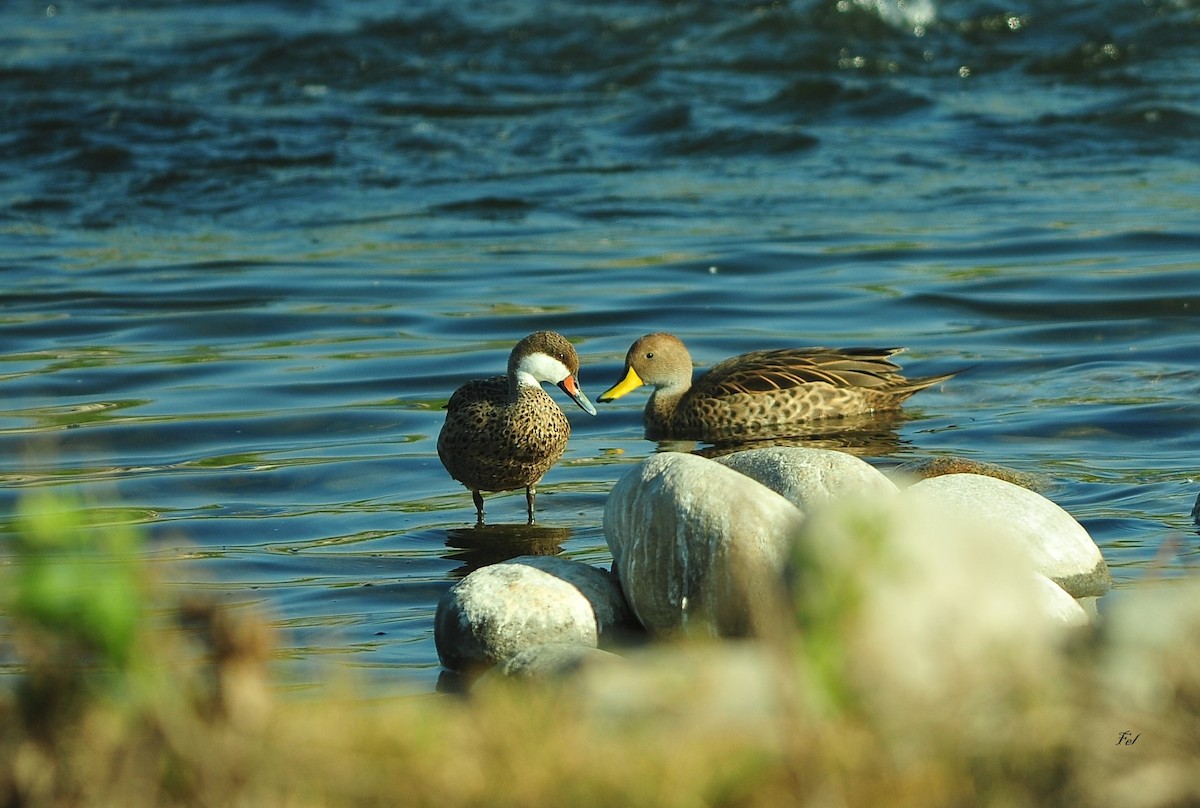 gulnebbstjertand - ML645630172