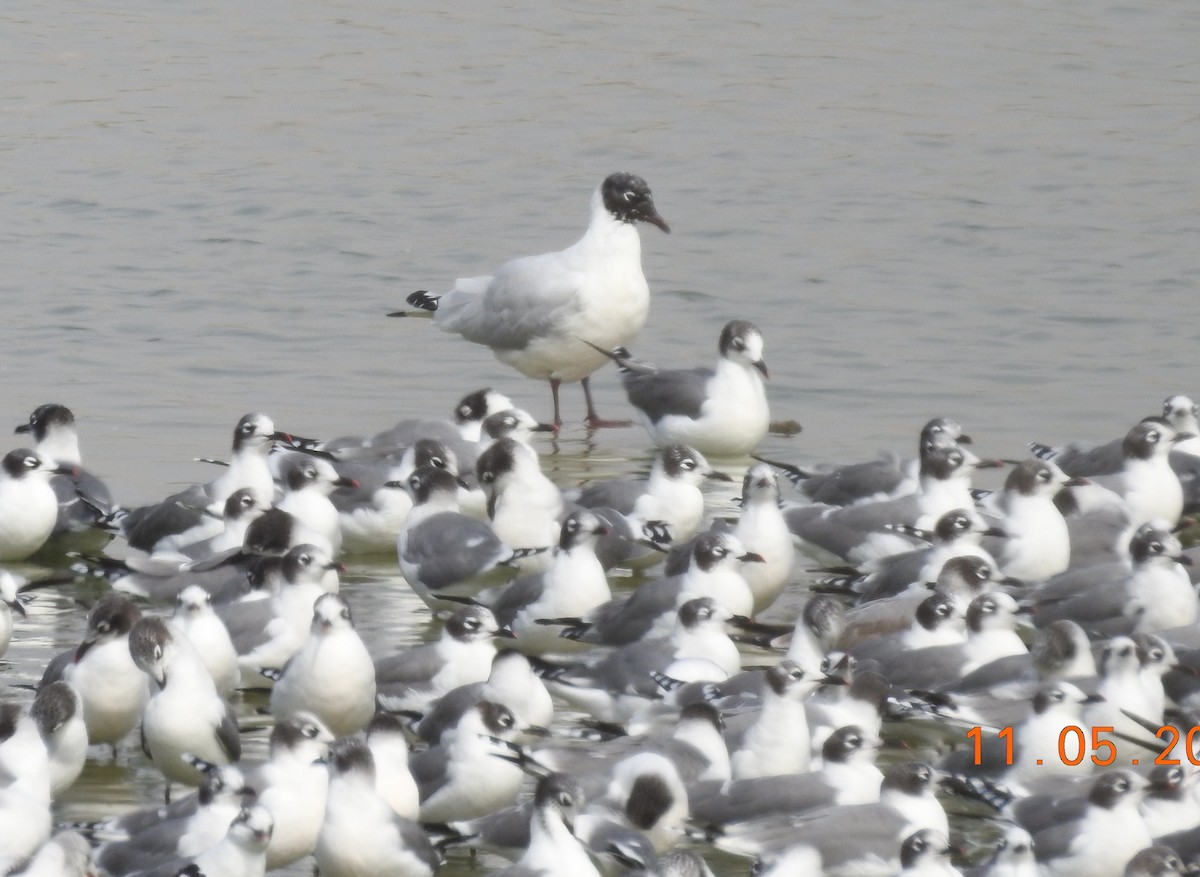 Andean Gull - ML645630173