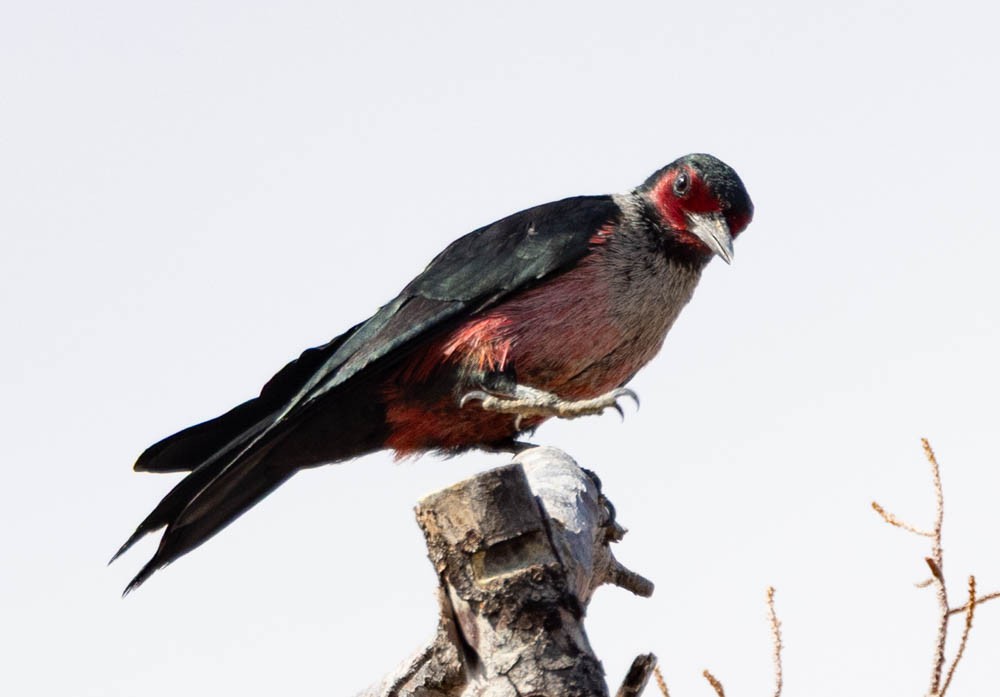 Blutgesichtspecht - ML645630179