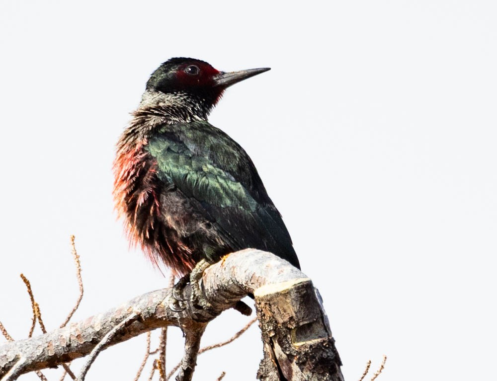 Blutgesichtspecht - ML645630180