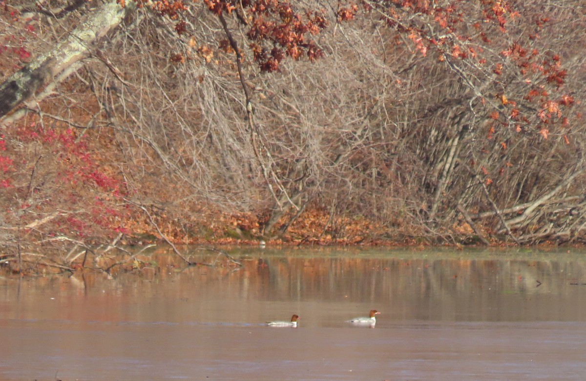 Common Merganser - ML645630188