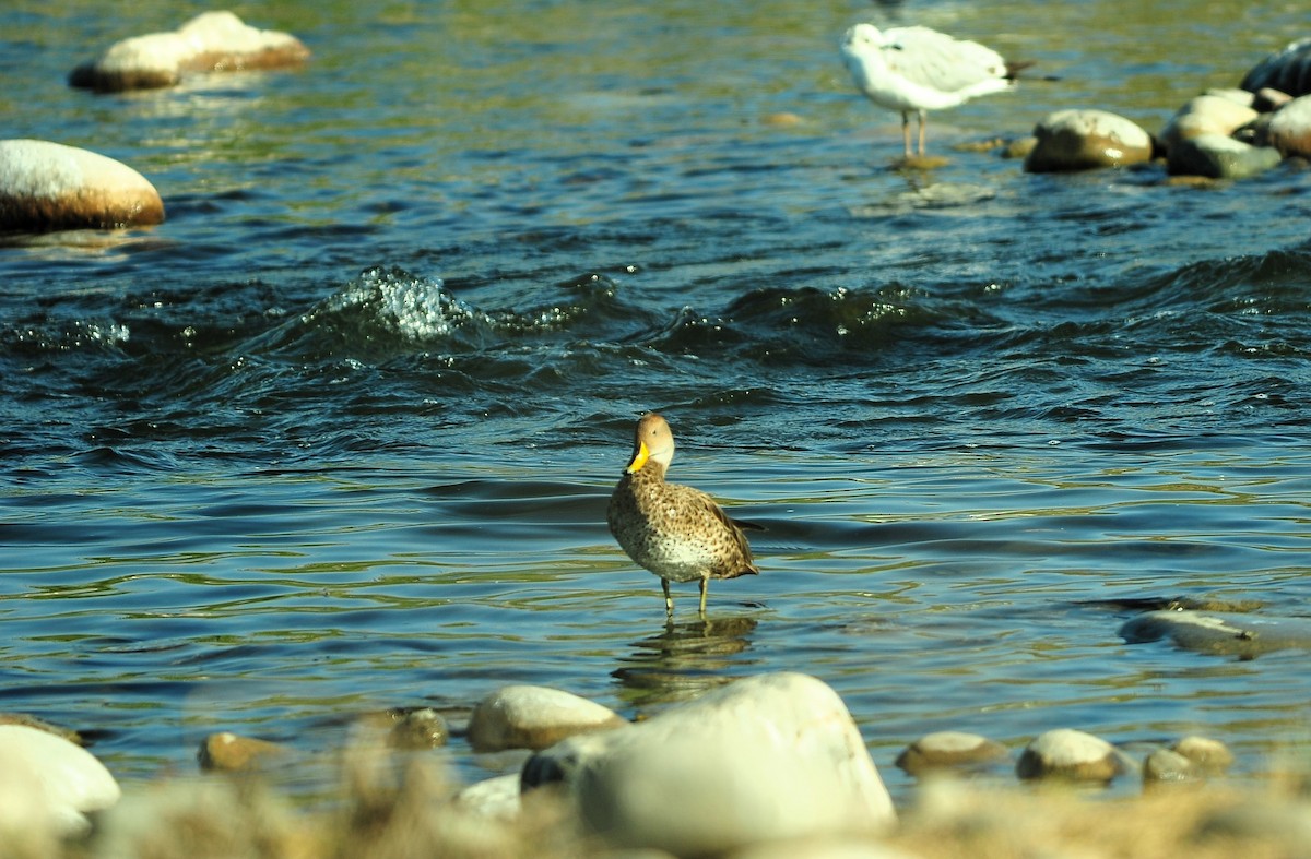 gulnebbstjertand - ML645630192