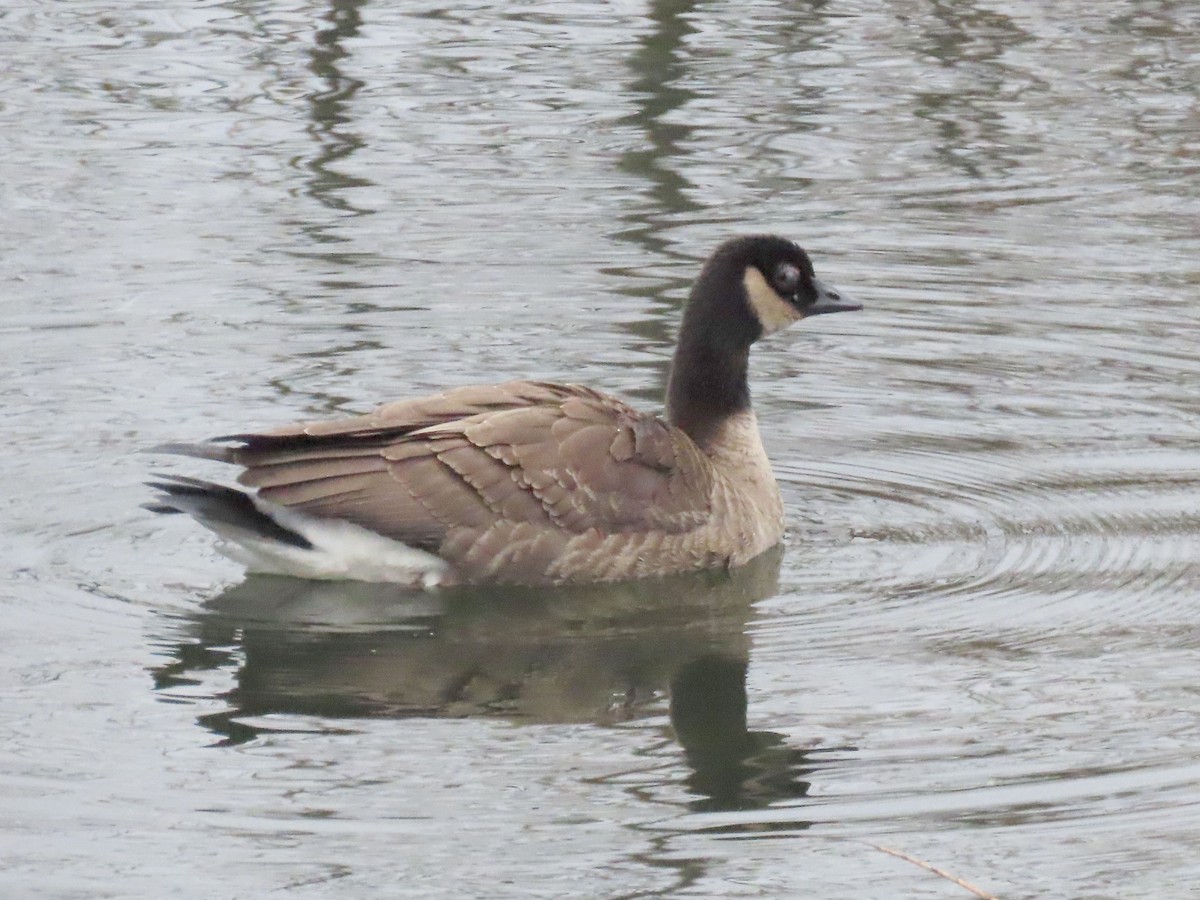 Cackling Goose - ML645630195