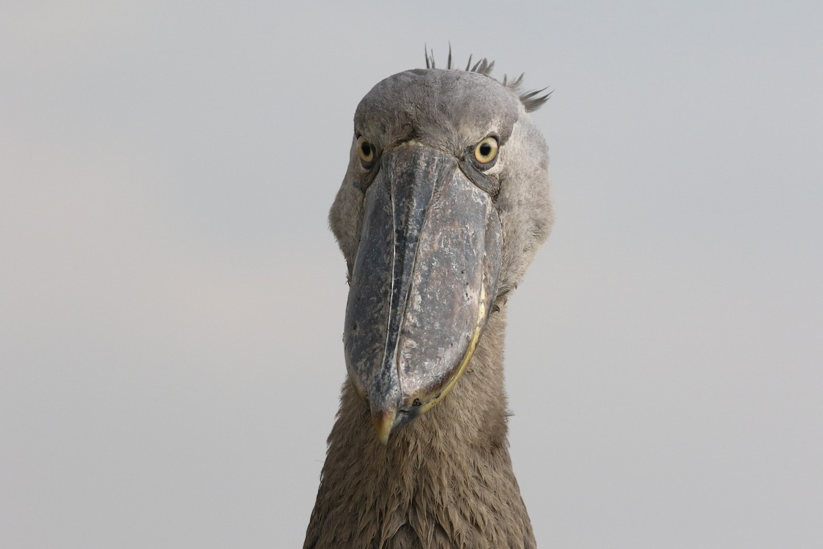 Shoebill - ML645630196