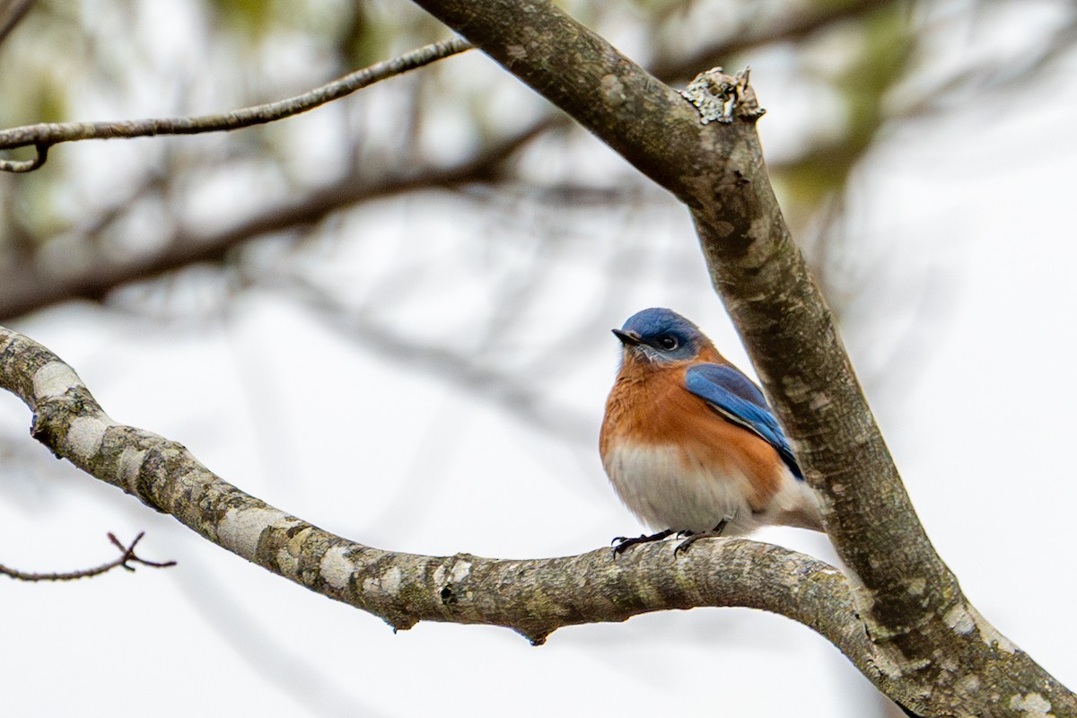 Eastern Bluebird - ML645630197