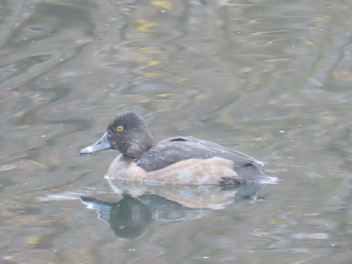 Lesser Scaup - ML645630200