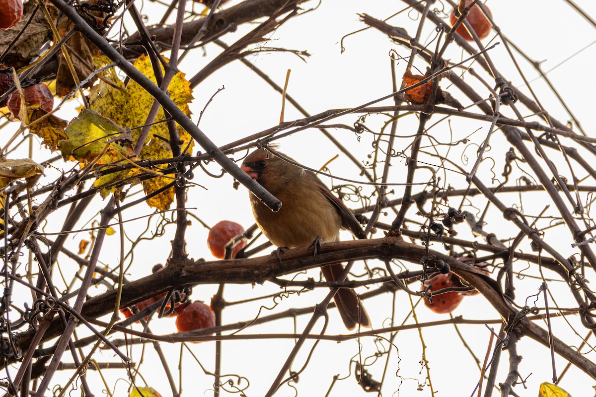 Northern Cardinal - ML645630202