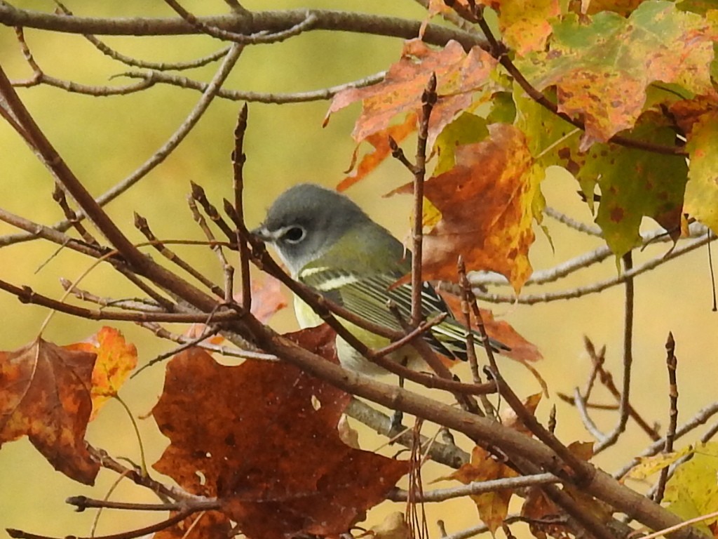 Blue-headed Vireo - ML645630204